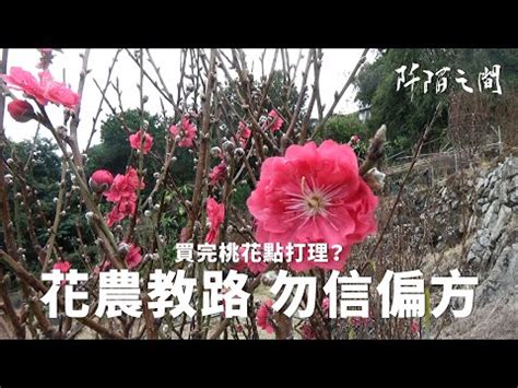 風水陣法 桃花枝哪裡買